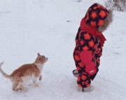 那年我潇洒的走在雪地中，从没想过会被一只猫咪从背后偷袭