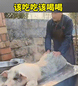死猪不怕开水烫，临死之前最后的享受