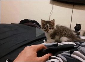 戏精猫咪配合主人在床上玩游戏