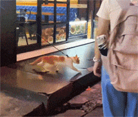 猫咪随时都有行走的跑步机玩，一点也不觉得无聊