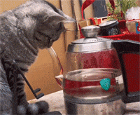 含着水壶嘴吸水玩的猫咪，自己能玩一整天