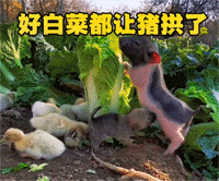 好白菜都让猪拱了，还有个舔狗，真是扎心啊