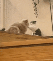 小猫：伙计冷静点，千万别激动，我陪你一起玩好了