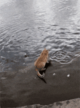 在水中守株待兔的猫咪，还真能抓到小鱼