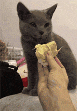 拿榴莲给猫咪闻一下，害得它扭头想吐了