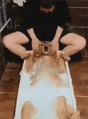 舒舒服服的泡个澡，顺便享受一下主人的按摩服务，这感觉真爽