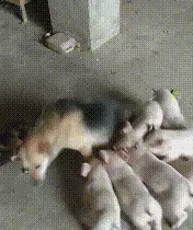 你们这群傻猪快走开，我不是你们的妈妈