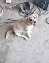 这是哪位娘子给狗狗画的美妆？还怪好看的