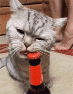 趁主人不在偷偷喝酒的猫咪，用牙齿轻松咬开瓶盖