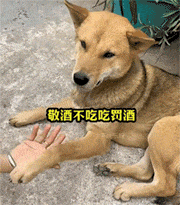 狗子不愿与主人握手，敬酒不吃吃罚酒，挨一巴掌就听话了