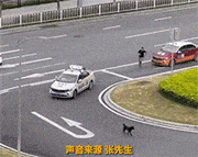 路考遇到一只狗狗过马路，幸亏教练及时下车赶走，不然考不过太倒霉了