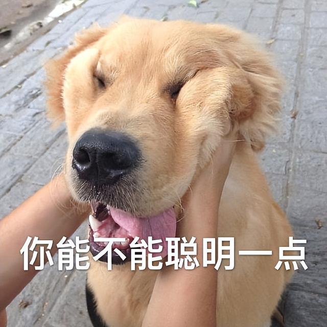 你能不能聪明一点啊？金毛捏脸吐槽表情