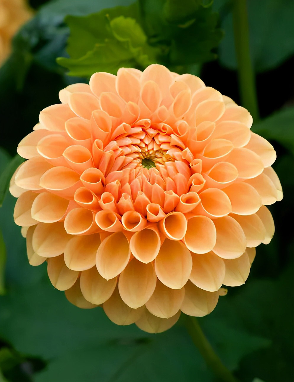 花朵是写给春天的信，每一片花瓣都藏着温柔的字句